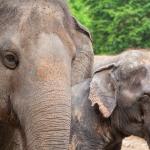 1629438172 596 Sumatra elefant