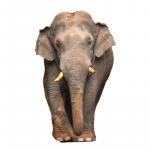 1629438172 59 Sumatra elefant