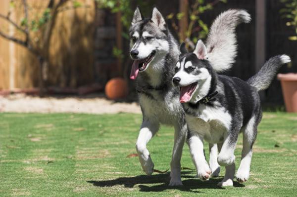 Siberian Husky Dog Names - Tips for å velge Husky Dog Names