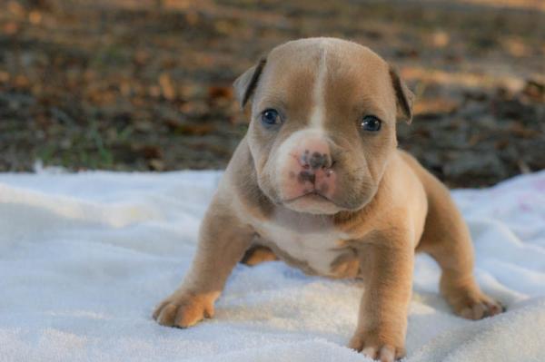 Tips for opplæring av en amerikansk mobber - American Bully Puppy Education