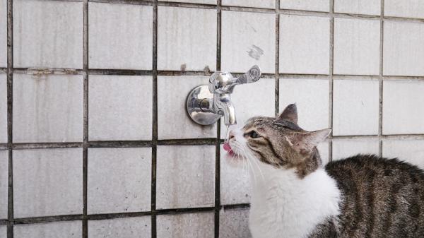 Hvor mye vann bør en katt drikke per dag?  - TIPS for å hydrere en katt
