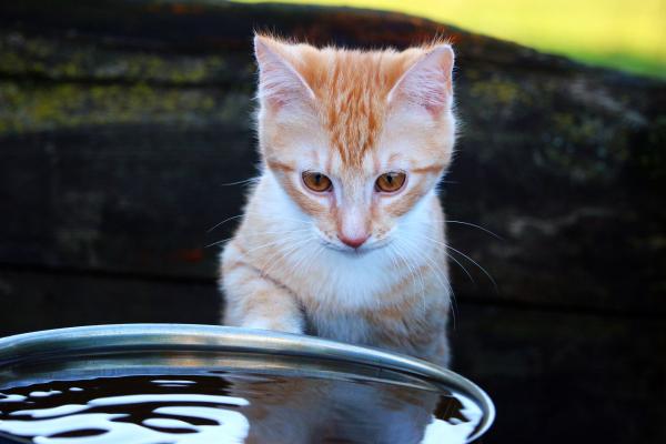 Hvor mye vann bør en katt drikke per dag?  - Hva er vanninntaket avhengig av?