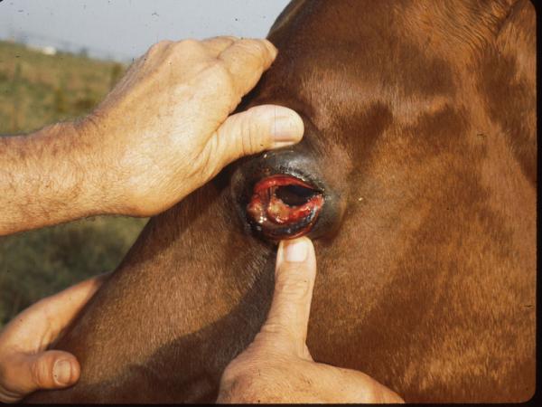Afrikansk hestesykdom - Symptomer og diagnose - Symptomer på afrikansk hestesykdom