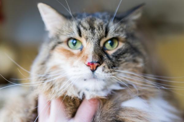 Hvorfor har katten min snørr?  - Andre årsaker til rennende nese hos katter