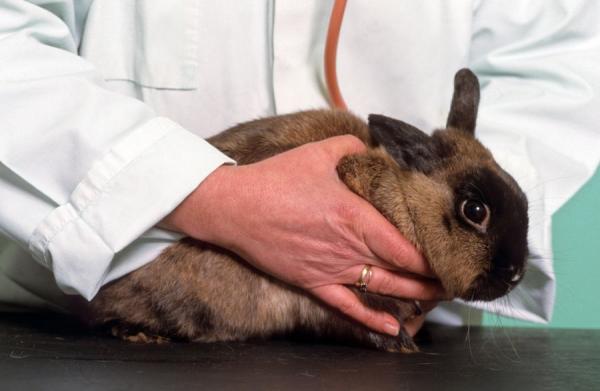 Koksidiose hos kaniner - Symptomer og behandling - Diagnose og behandling av koksidiose hos kaniner