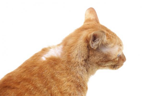 Pyoderma hos katter - årsaker, symptomer og behandling - Pyoderma -symptomer hos katter