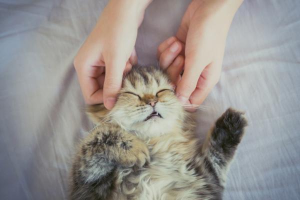 Hvordan slappe av en katt?  - Hvordan gi en katt massasje?