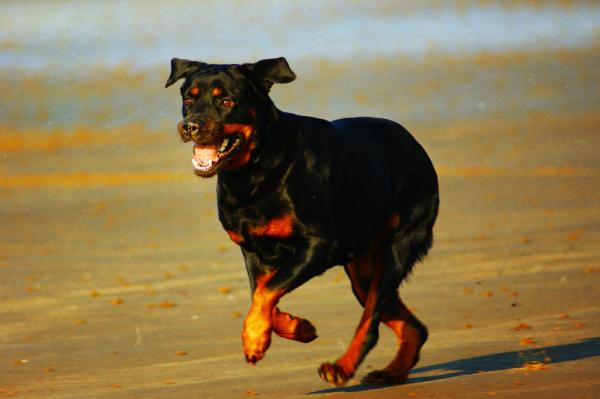 Omsorg for en Rottweiler -hund - Turgåing og trening