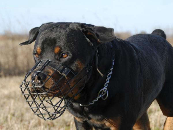 Omsorg for en Rottweiler -hund - Bruke snuten og båndet