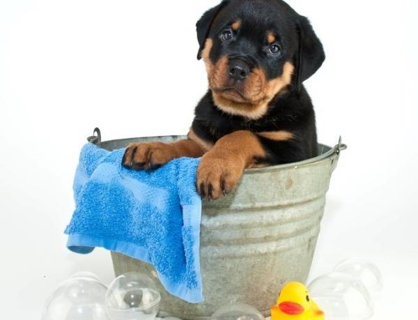 Omsorg for en Rottweiler -hund - Hygiene