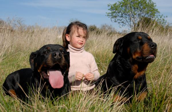 Rottweiler Dog Care - Berikelse og stimulering