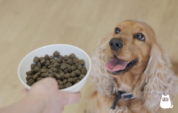 Er det normalt at hunden min alltid er sulten?  - Hvordan hjelpe en hund som er besatt av mat?