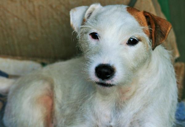 Mengde mat til en Jack Russell terrier - Hvor mye bør en eldre Jack Russell spise?