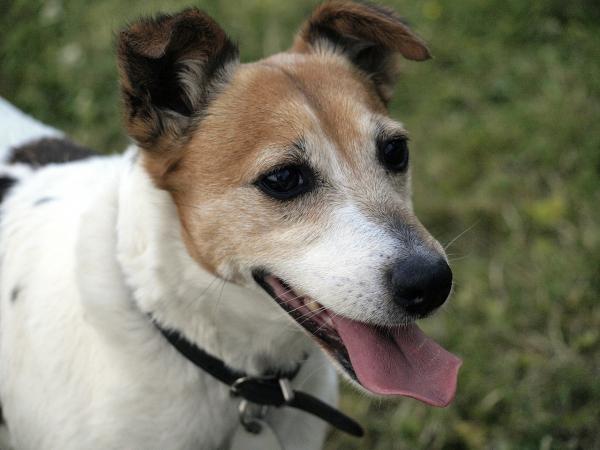 Mengden mat til en Jack Russell terrier - Hva er mengden daglig mat avhengig av?