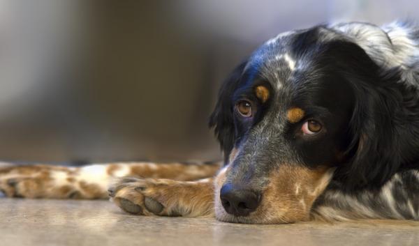 Fordeler med ølgjær for hunder - hjelper til med å behandle anemi hos hunder