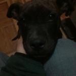 1629462845 518 Staffordshire bullterrier