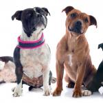 1629462845 687 Staffordshire bullterrier