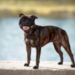 1629462845 791 Staffordshire bullterrier