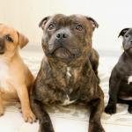 1629462845 924 Staffordshire bullterrier