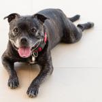 1629462845 929 Staffordshire bullterrier