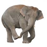 1629463163 797 Sri Lankas elefant
