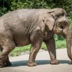 1629463163 95 Sri Lankas elefant