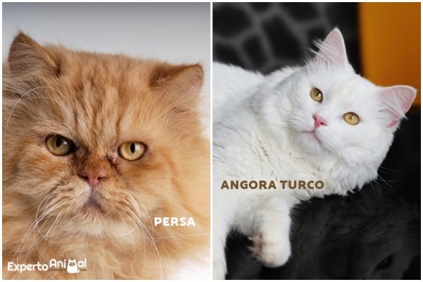 Forskjeller mellom en persisk katt og en Angora - Karakterforskjeller mellom persiske og angorakatter