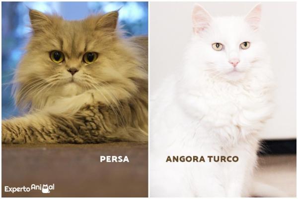 Forskjeller mellom en persisk katt og en Angora - De fysiske forskjellene mellom persiske og angorakatter