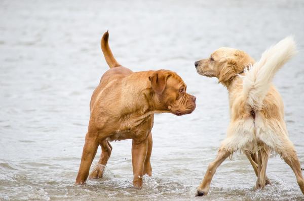 Nypayed Dog Care - Hva er kastrering?