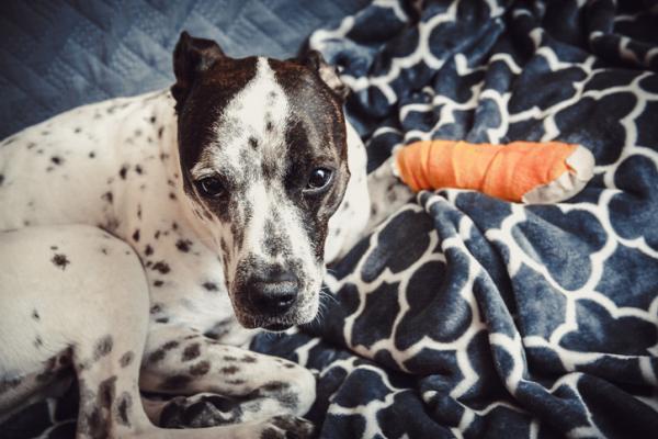 Carprofen for hunder - dosering, bruk og bivirkninger - Hva er Carprofen for hunder bra for?