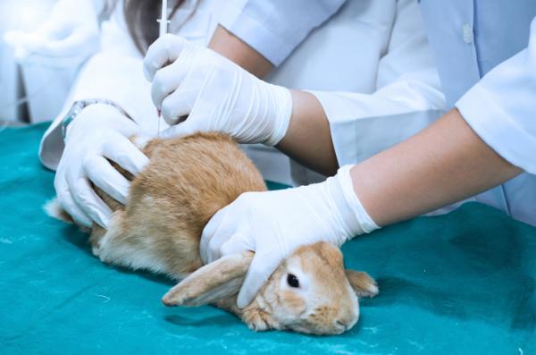 Rabies hos kaniner - Symptomer og behandling - Behandling av rabies hos kaniner