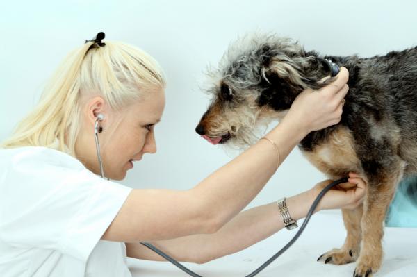 Toksoplasmose hos hunder - Symptomer og smitte - Symptomer på toksoplasmose hos hunder
