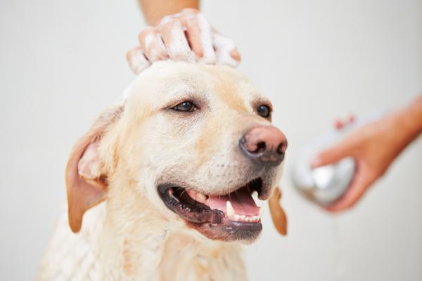 Hvordan gjøre hunden glad?  - 1. Ren hund, glad hund