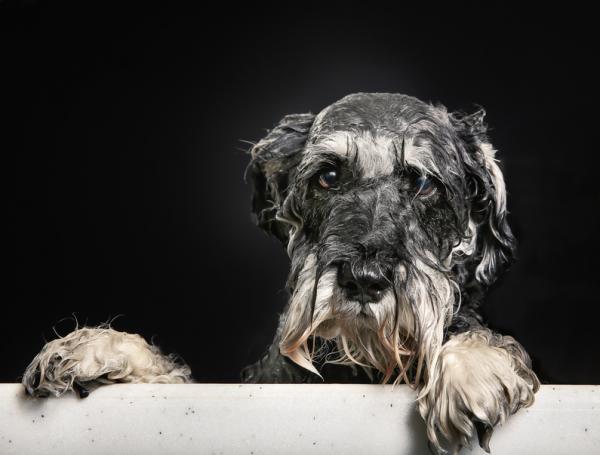 Omsorg for håret til schnauzerhunden - Bading av schnauzerhunden