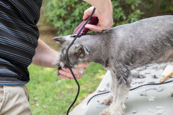Omsorg for håret til schnauzerhunden - Hårklipp
