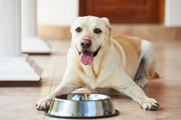 Labradoren og hans besettelse av mat - Hvorfor har Labrador -retrieveren en umettelig appetitt?