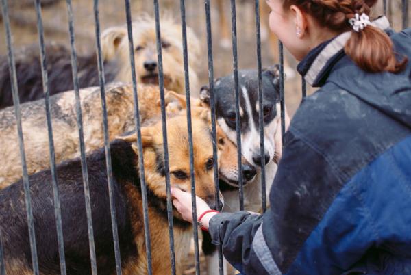 Hvordan hjelpe dyrebeskyttelsen?  - Frivillig på dyresentre
