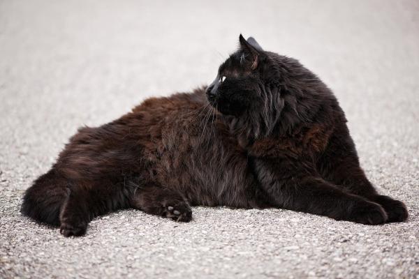 Navn på svarte katter - Ting du bør vurdere før du velger navn på den svarte katten din