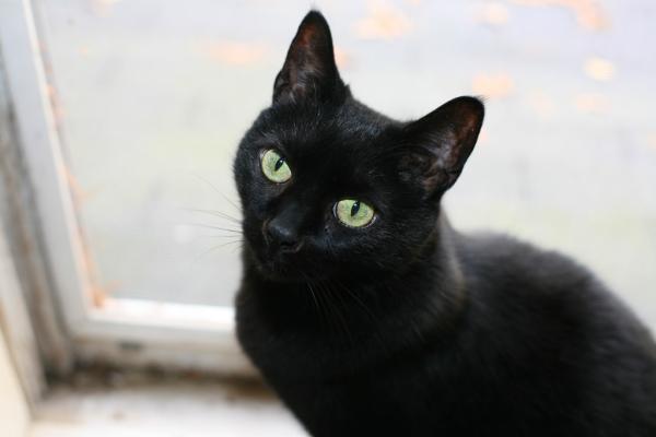 Navn på svarte katter - Navn på svarte katter