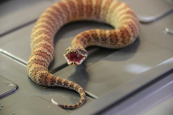 De mest giftige slangene i verden - australske giftige slanger
