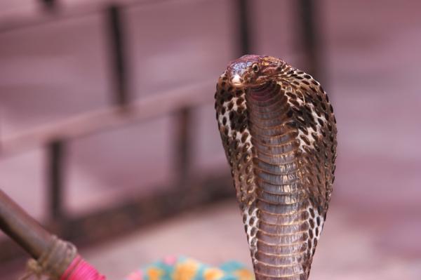 De mest giftige slangene i verden - asiatiske giftige slanger