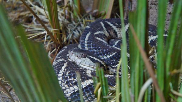 De mest giftige slangene i verden - Sør -amerikanske giftige slanger