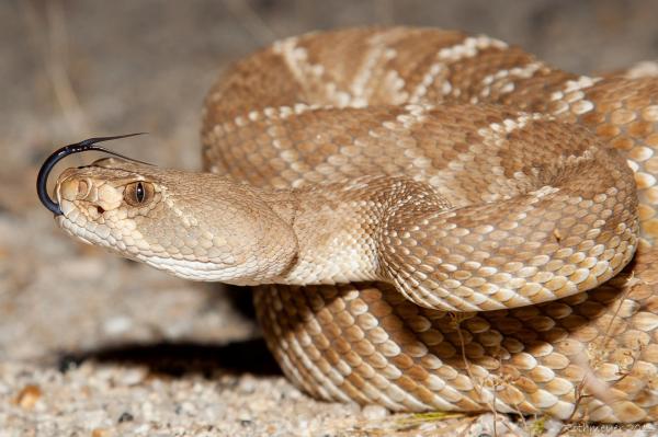 De mest giftige slangene i verden - nordamerikanske giftige slanger