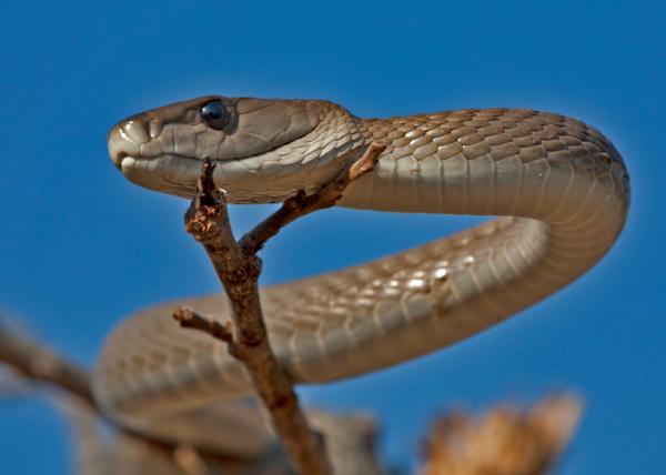 De mest giftige slangene i verden - afrikanske giftige slanger 