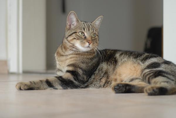 De 10 mest intelligente katteraser - europeisk katt
