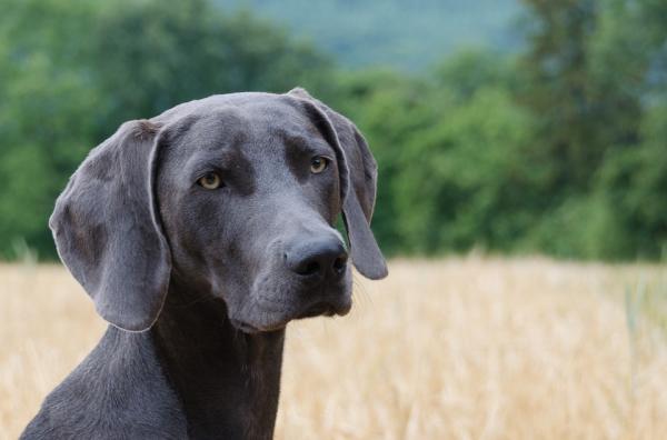 Forskjeller mellom kastrering og sterilisering av en hund - Kastrering av en tispe