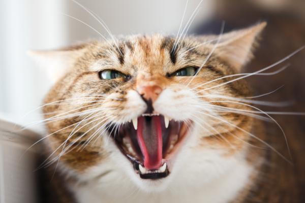 Rabies hos katter - Symptomer, smitte og behandling - Symptomer på rabies hos katter