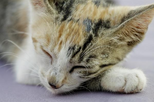 Leishmaniasis hos katter - Symptomer, smitte og behandling - Symptomer på leishmaniasis hos katter