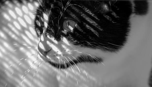 Leishmaniasis hos katter - Symptomer, smitte og behandling - Hvordan forhindre leishmaniasis hos katter?