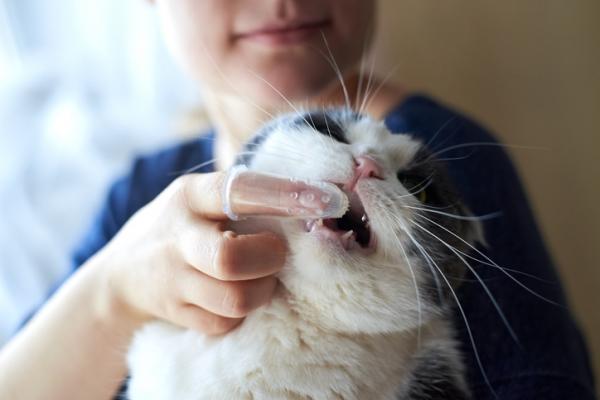 Tannproblemer hos katter - Hvordan unngå tannproblemer hos katter?